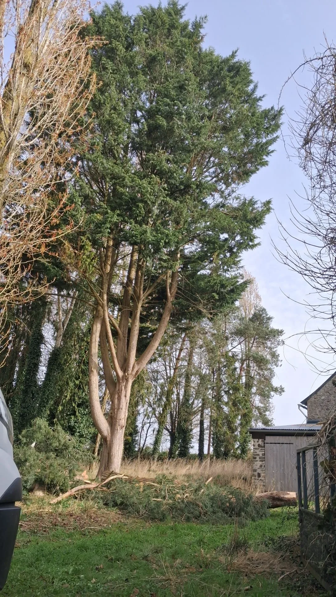 Lignes aériennes obstruées par la végétation — JMW Entreprise